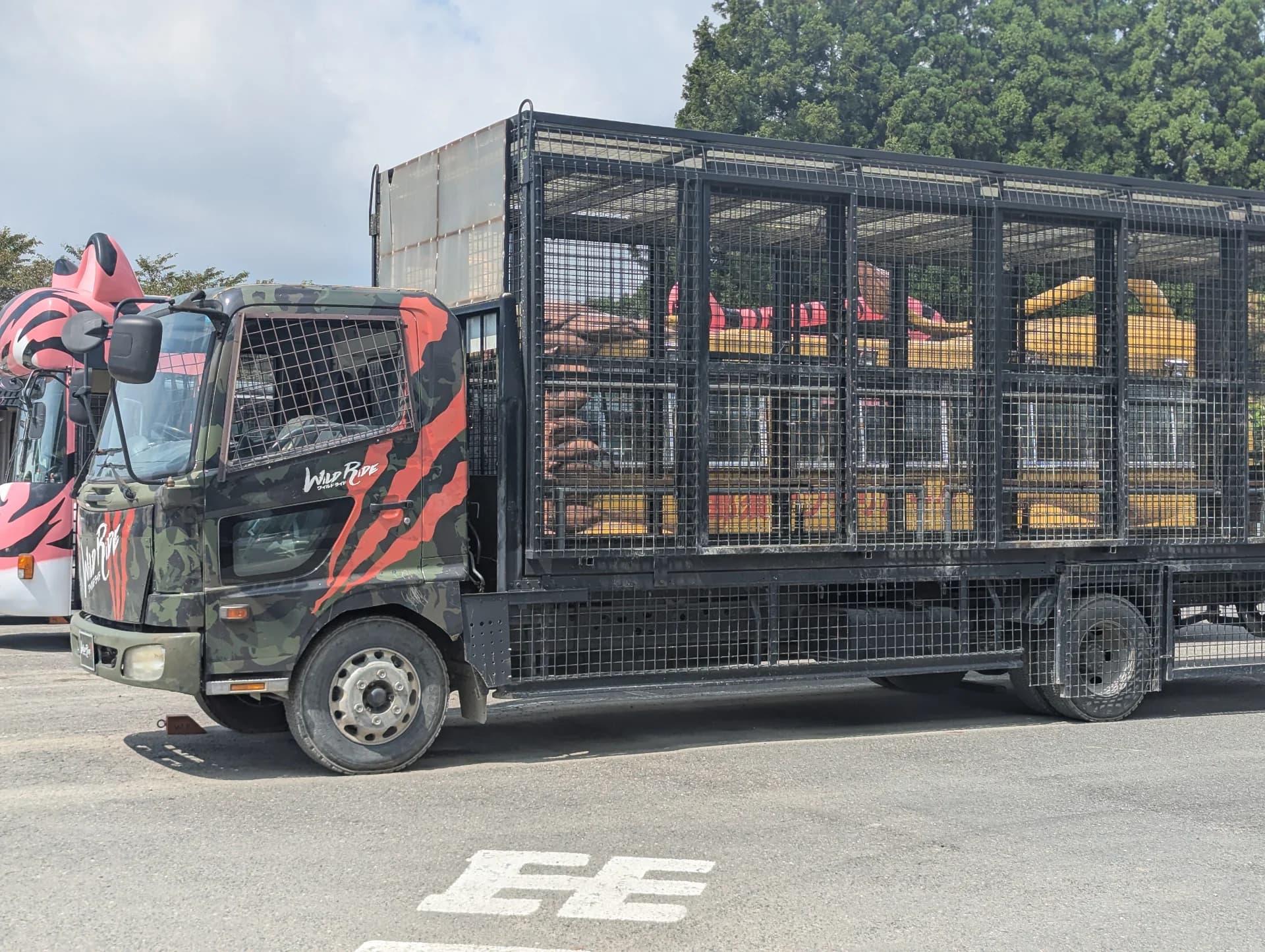 A Thrilling Experience on the Wild Ride: Feeding Meat to Lions! Main