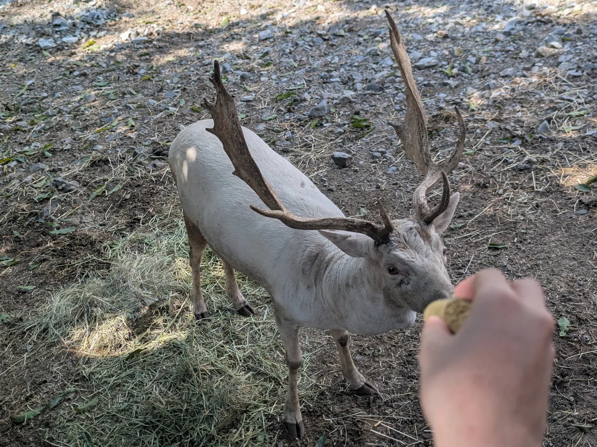 Close-up Communication with Herbivores Main