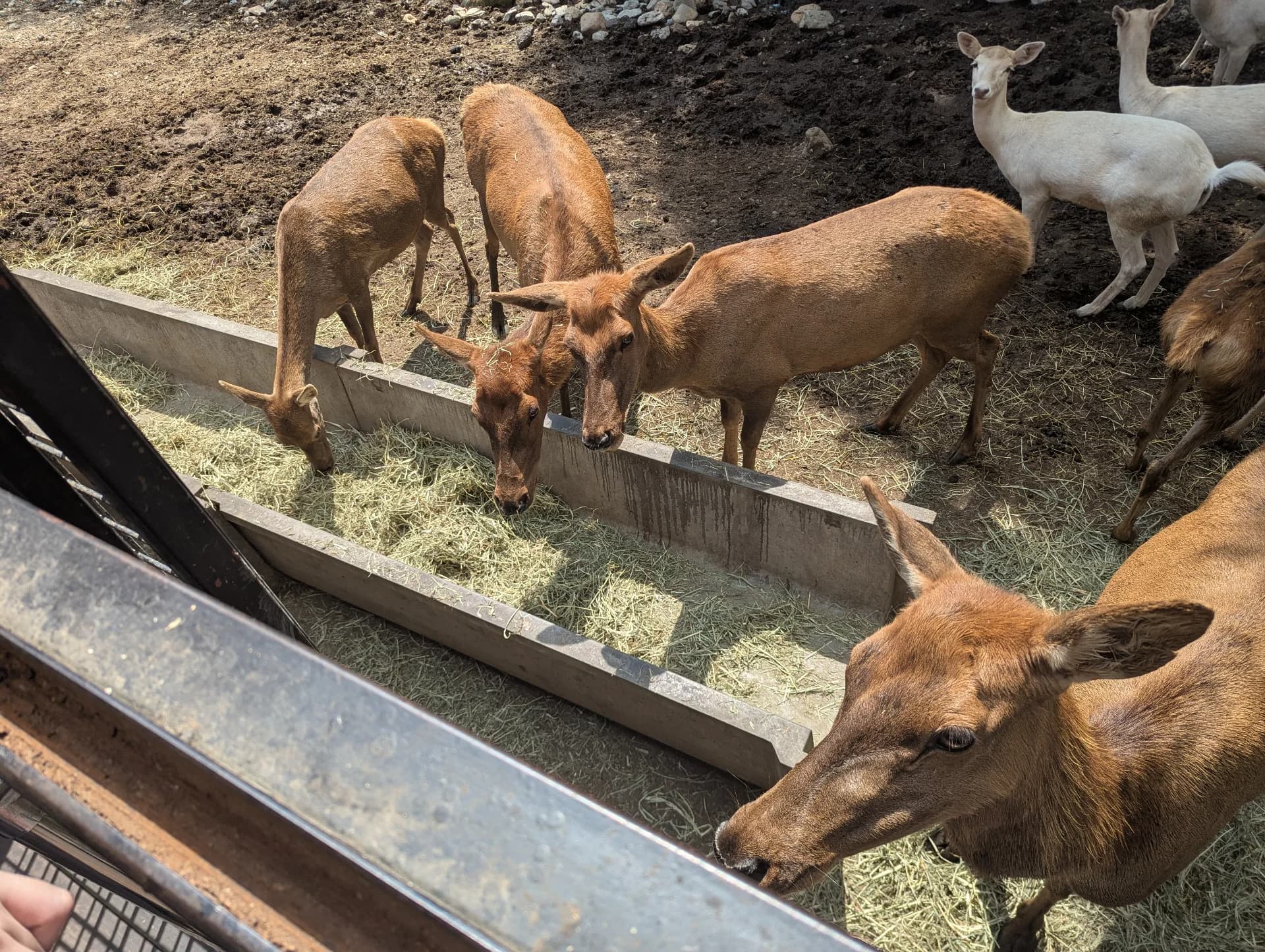 Close-up Communication with Herbivores Sub 4