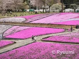 Savoring Spring in Chichibu! A Healing Journey Through Moss Phlox, Exquisite Gourmet Food, and a Hidden Hot Spring Inn